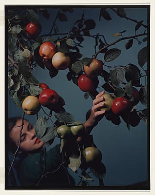 Anton BRUEHL | not titled [Young woman picking apples]