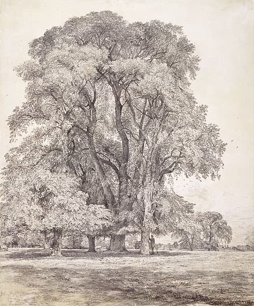 John CONSTABLE | Elm trees in Old Hall Park, East Bergholt