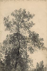 John CONSTABLE | Study of an ash tree