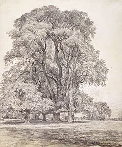 John CONSTABLE | Elm trees in Old Hall Park, East Bergholt