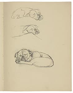 Grace COSSINGTON SMITH | Drawings of a sleeping bulldog