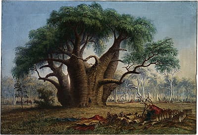 Thomas BAINES | Gouty stem tree, Adansonia Gregorii, 58 feet circumference, near a creek south-east of Stokes Range, Victoria River