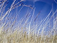 Michael RILEY Untitled, from the series flyblown [long grass], 1998, photograph, chromogenic pigment print, 113 x 87cm, purchased 2004, reproduced courtesy of the Michael Riley Foundation and VISCOPY, Australia