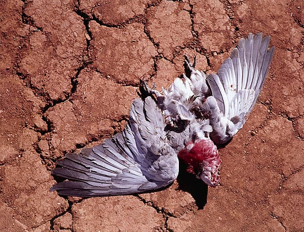 Michael RILEY | Untitled, from the series flyblown [galah], 1998