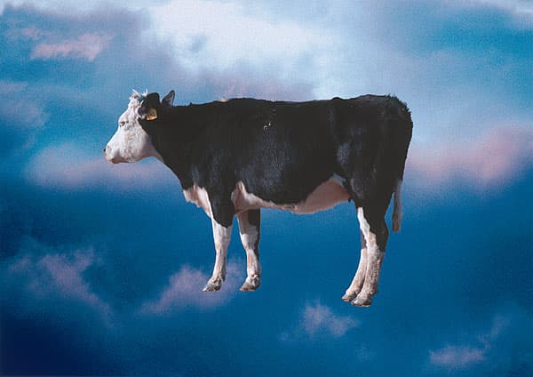 Michael RILEY | Untitled, from the series cloud [cow]