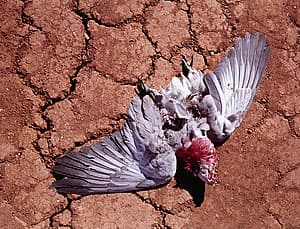 Michael RILEY | Untitled, from the series flyblown [galah], 1998