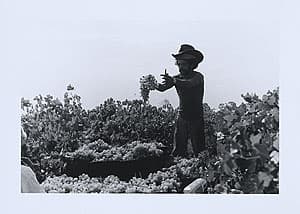 Michael RILEY | Milton Coochee, seasonal workers, picking grapes on Michael Hill's, 1988