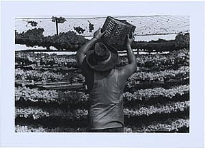 Michael RILEY | Raymond 'Chocko' Fisher, seasonal workers, picking grapes on Michael Hill's, 1988