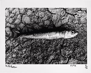 Michael RILEY | Untitled from the series Sacrifice [single fish, cracked earth], 1992