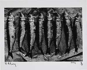 Michael RILEY | Untitled from the series Sacrifice [group of fish on paper], 1992