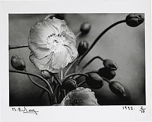 Michael RILEY | Untitled from the series Sacrifice [poppies], 1992