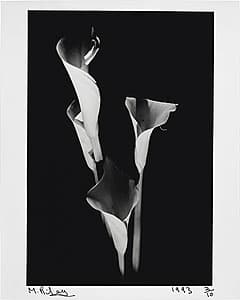 Michael RILEY | Untitled from the series Sacrifice [lillies), 1992