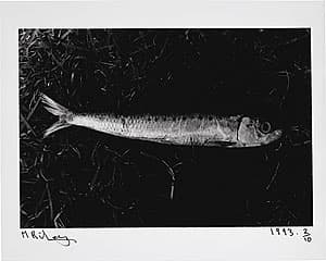 Michael RILEY | Untitled from the series Sacrifice (single fish on grass), 1992